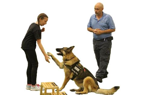 Obedience training near me. Things To Know About Obedience training near me. 